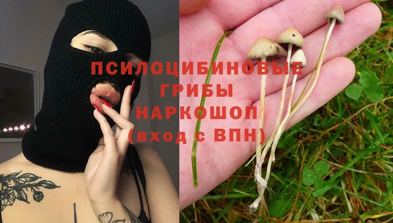 Галлюциногенные грибы Cubensis  Туринск 